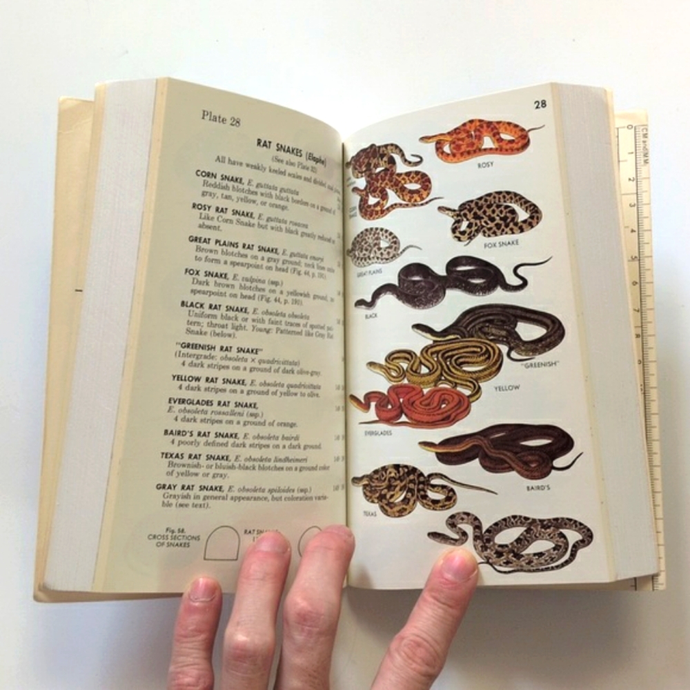 A Field Guide to Reptiles and Amphibians of Eastern/Central North America - Picture 11 of 16